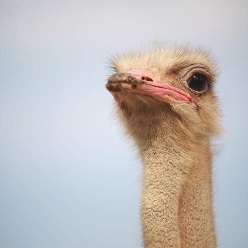 Photo #11133148