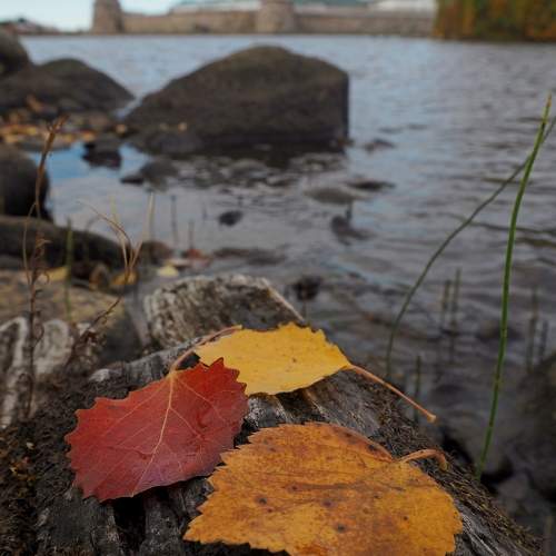 Photo #11133208