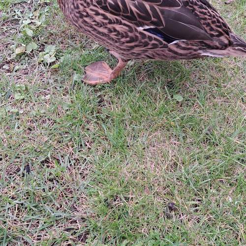 Photo #11133422