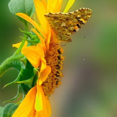 Photo #11133576
