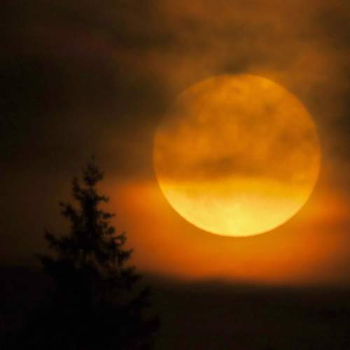Photo #11133585