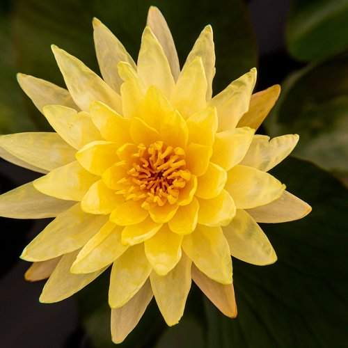 YELLOW WATERLILY FLOWER