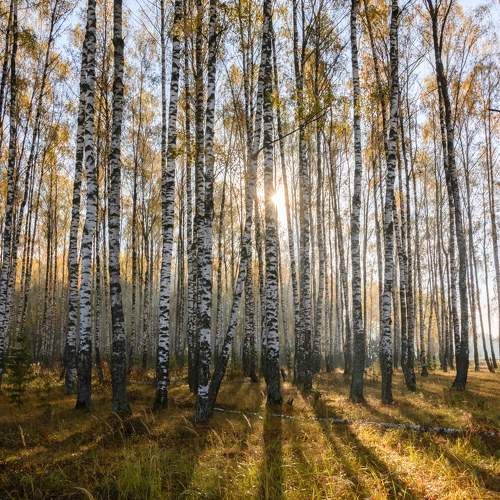 Photo #11133985
