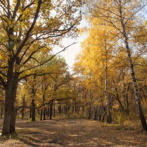 Photo #11134032