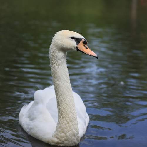 Фотография #11134184