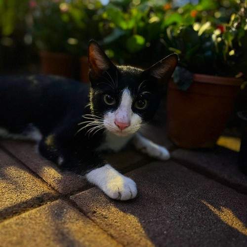 Photo #11134323