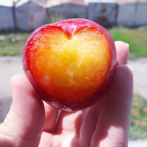 Photo #11134417