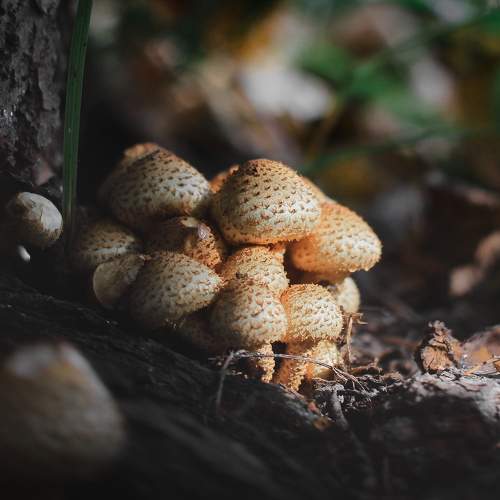 Photo #11134894