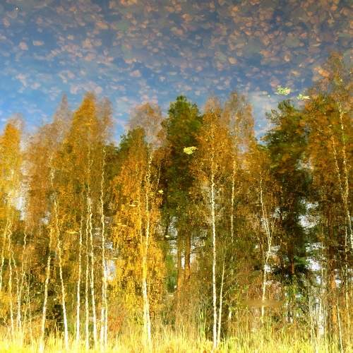 Photo #11134955