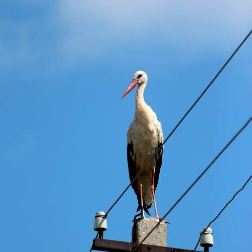 Photo #11135351