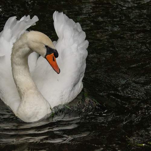 Photo #11135645