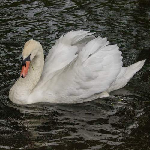 Photo #11135646