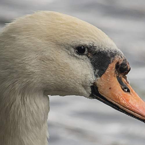Photo #11135647