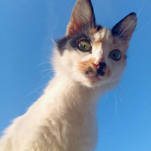 Photo #11135724