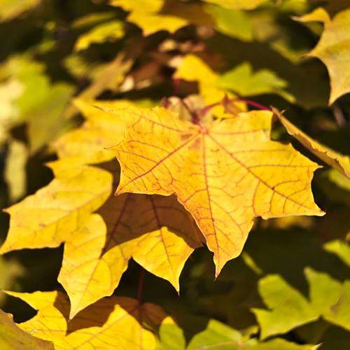 Photo #11135731
