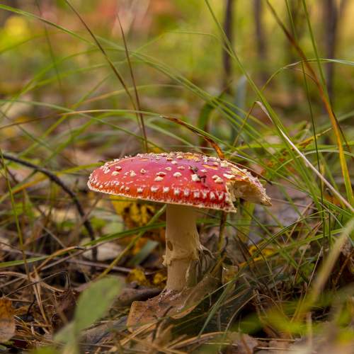 Photo #11135816