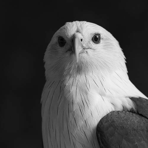 Photo #11135967