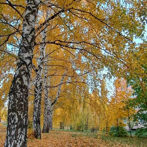 Photo #11136414