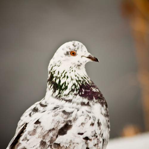 Photo #11136416