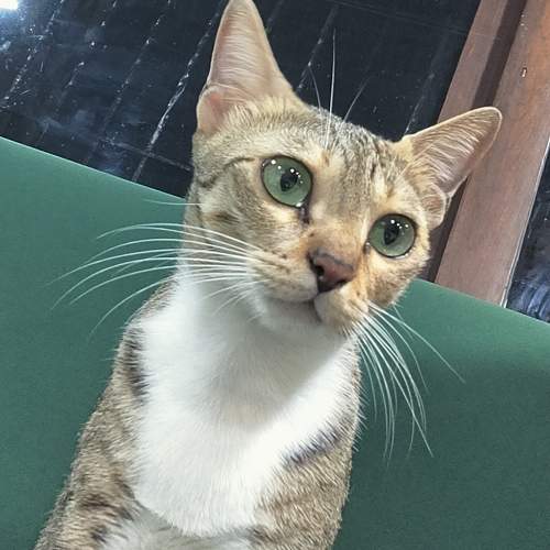 Photo #11136661