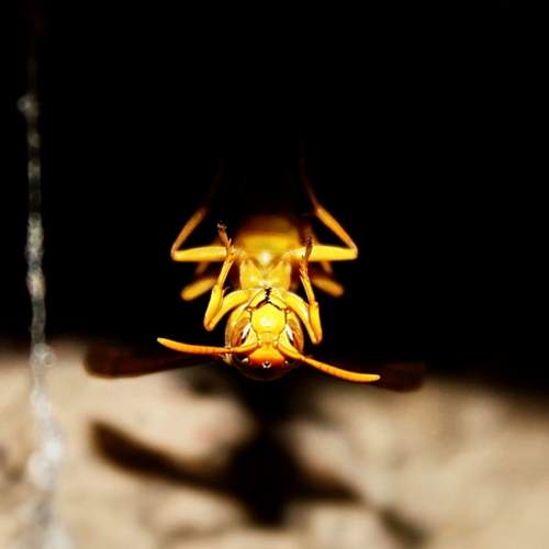 Photo #11136858