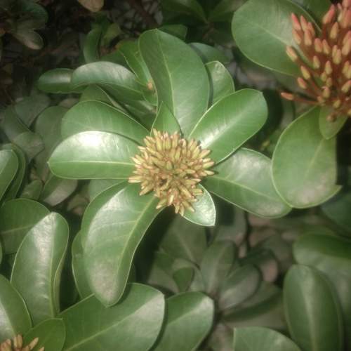 Photo #11137036