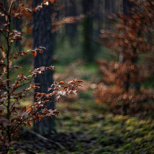Photo #11137244