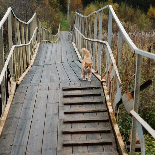 Photo #11137302