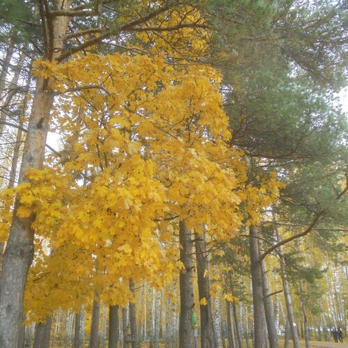Photo #11137455