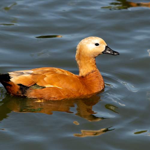 Photo #11137881