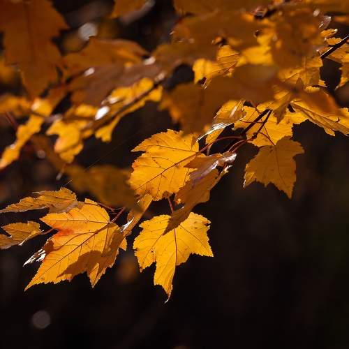 Photo #11138464