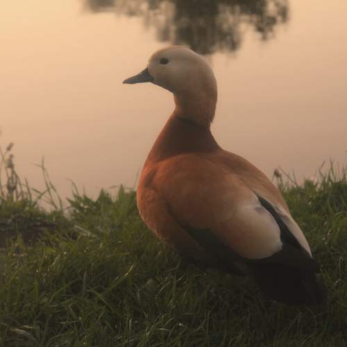 Photo #11138539