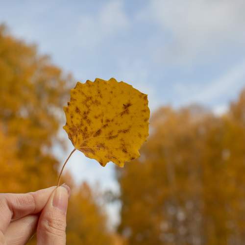 Photo #11138846
