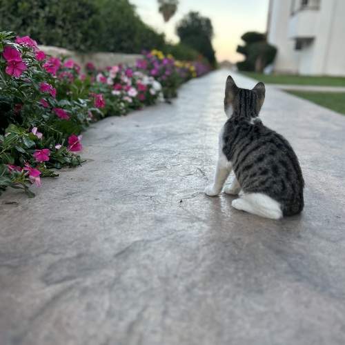 Photo #11139919