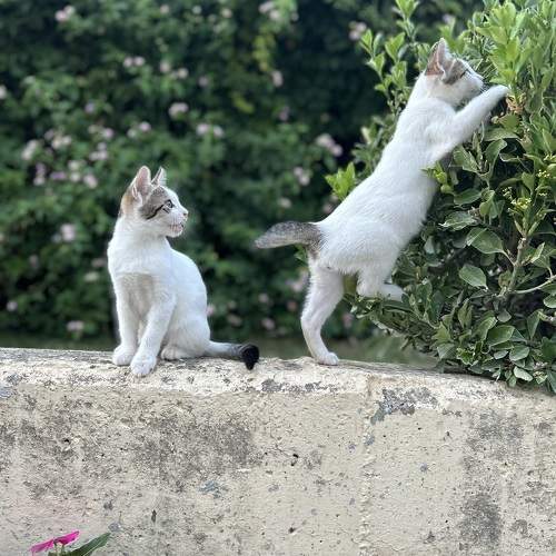 Photo #11139920