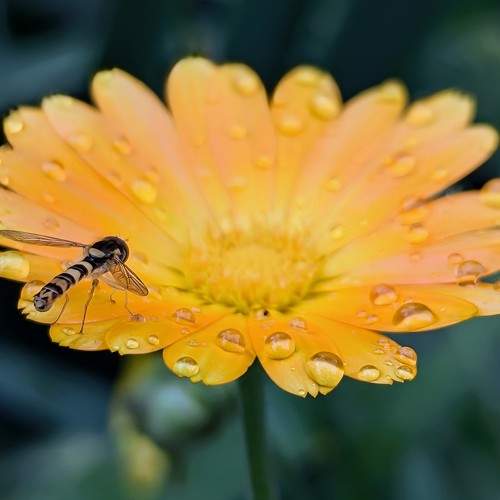 Photo #11140016