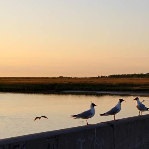 Photo #11140621