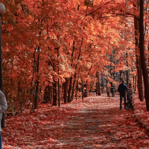 Photo #11140876