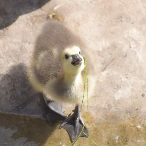 Photo #11140898