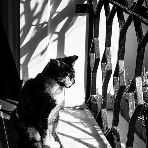 Photo #11140956