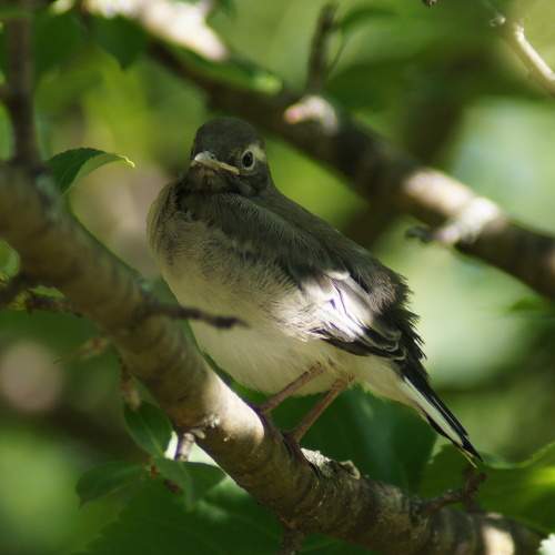 Photo #11141206