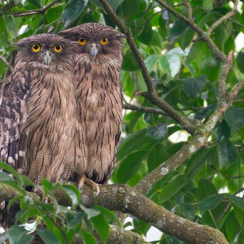 Mr & Mrs Brown Fish Owl