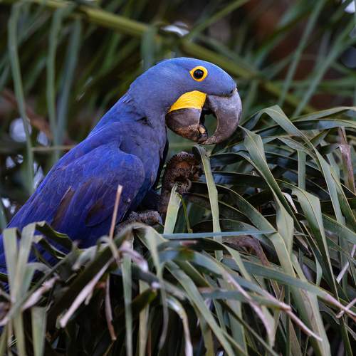 Hyacinth Macaw