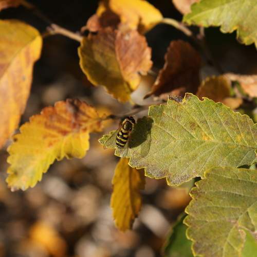 Photo #11141884