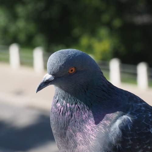 Photo #11142259