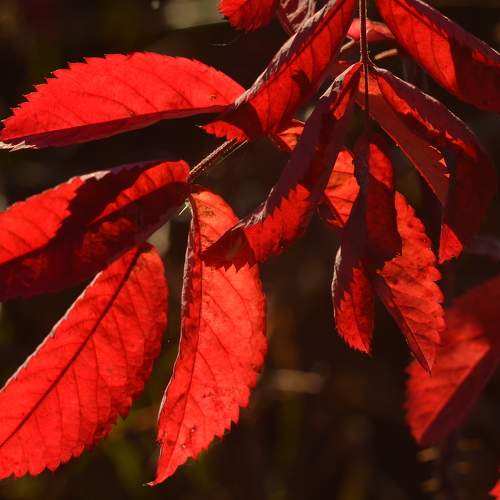 Photo #11142541