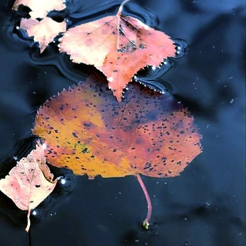 Photo #11142588