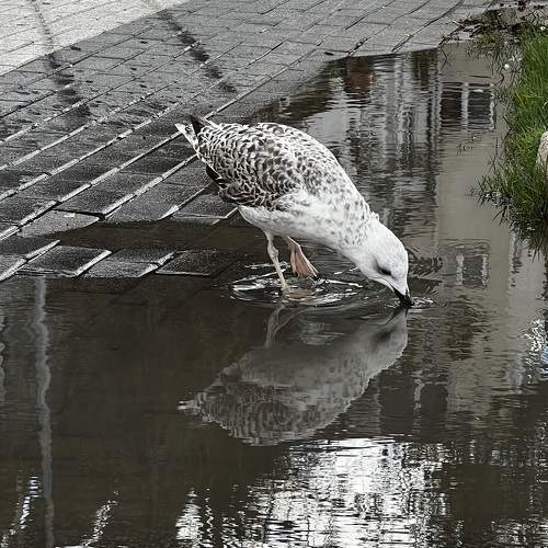 Photo #11143947