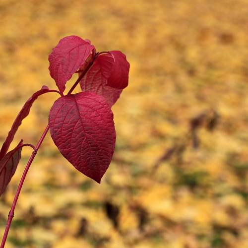 Москва, в парке.