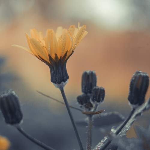 Photo #11144026